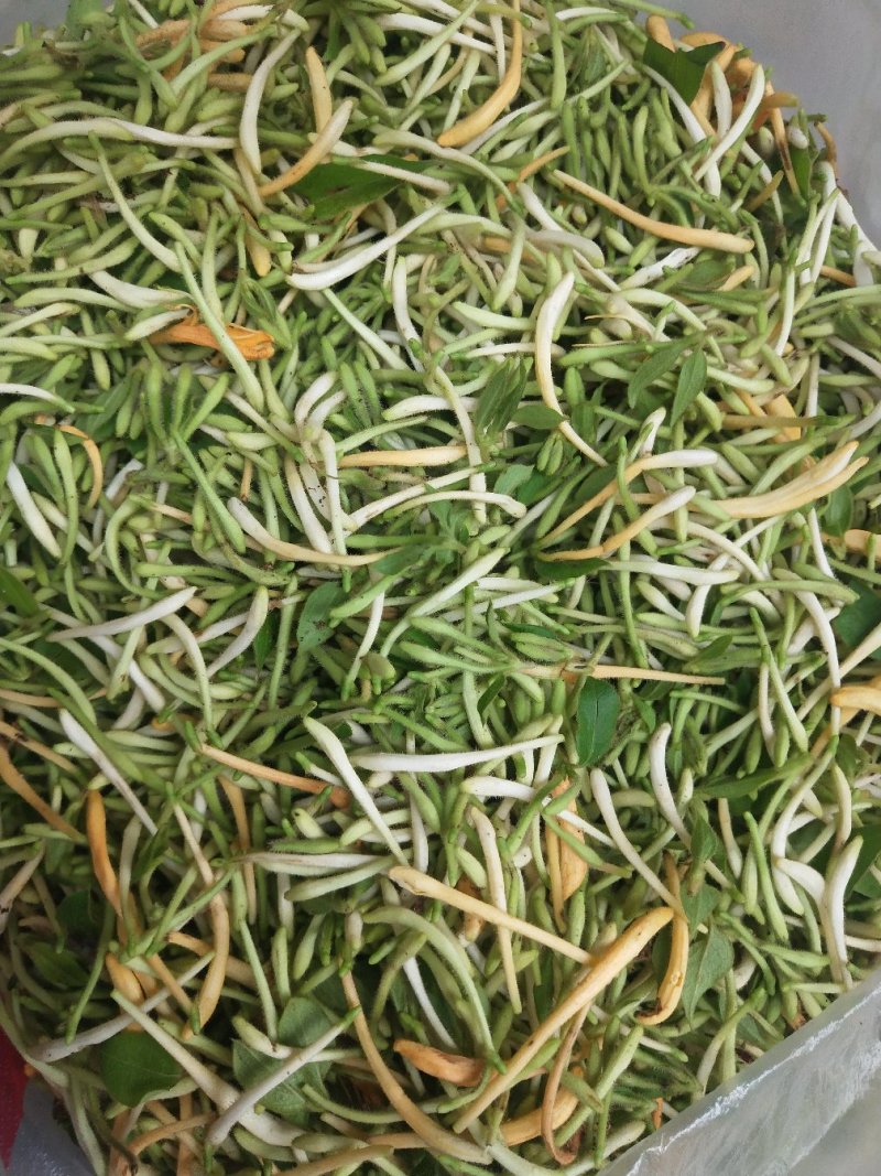 金银花，野生金银花，金银花茶天然含硒！干货批发！