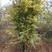 丛生石榴树，独干石榴树，各种规格石榴树，石榴树价格