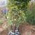 丛生石榴树，独干石榴树，各种规格石榴树，石榴树价格