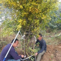 丛生石榴树，独干石榴树，各种规格石榴树，石榴树价格