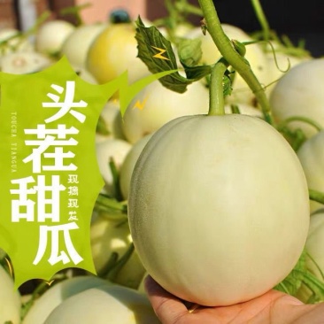 陕西阎良甜瓜小甜瓜白瓜新鲜采摘水果一件代发产地包邮