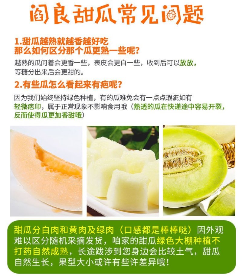 陕西阎良甜瓜小甜瓜白瓜新鲜采摘水果一件代发产地包邮
