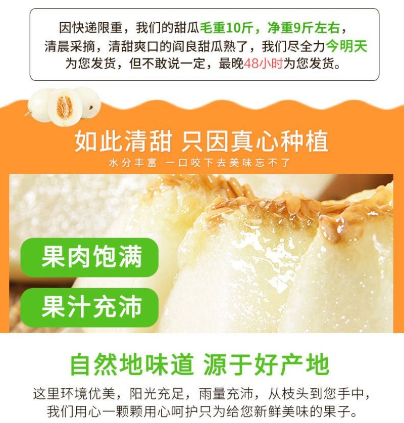 陕西阎良甜瓜小甜瓜白瓜新鲜采摘水果一件代发产地包邮