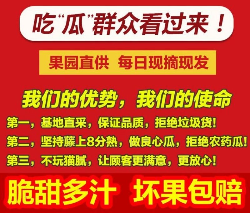 陕西阎良甜瓜小甜瓜白瓜新鲜采摘水果一件代发产地包邮