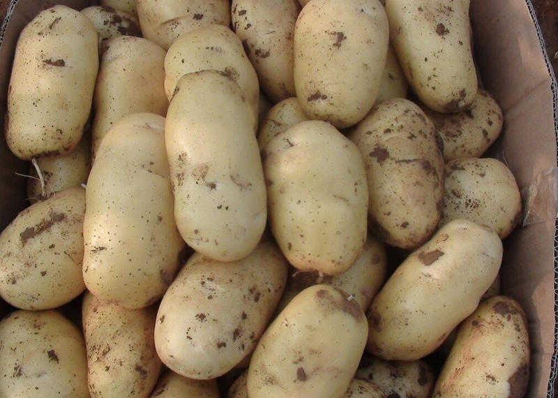 山东荷兰15优质精品土豆，个头大，大量上市供应