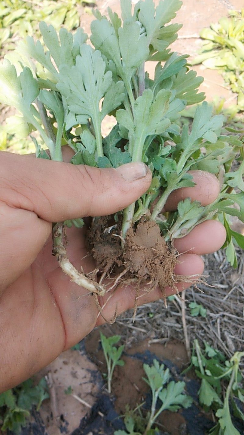 野菊菊花