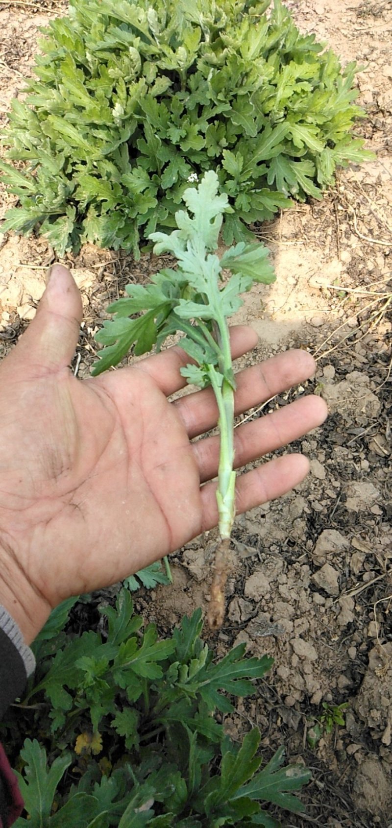 野菊菊花