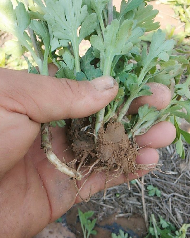 野菊菊花