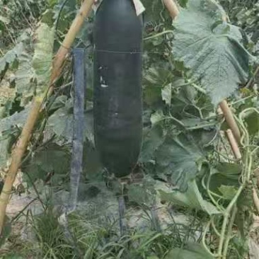 冬瓜