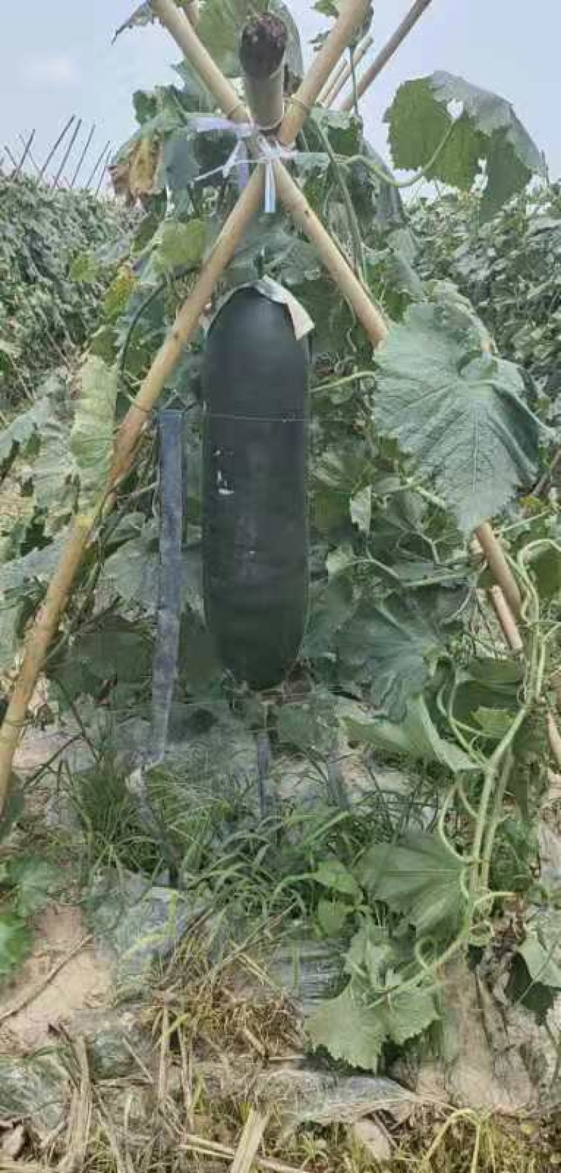 冬瓜