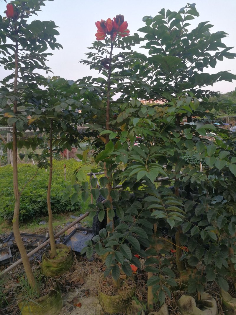 火焰木，火焰木地苗，袋苗，地苗500起售