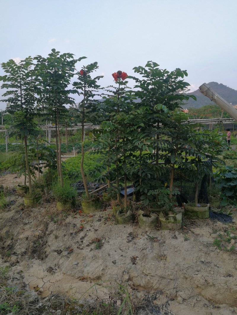 火焰木，火焰木地苗，袋苗，地苗500起售