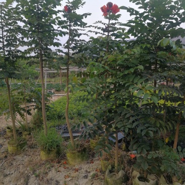 火焰木，火焰木地苗，袋苗，地苗500起售