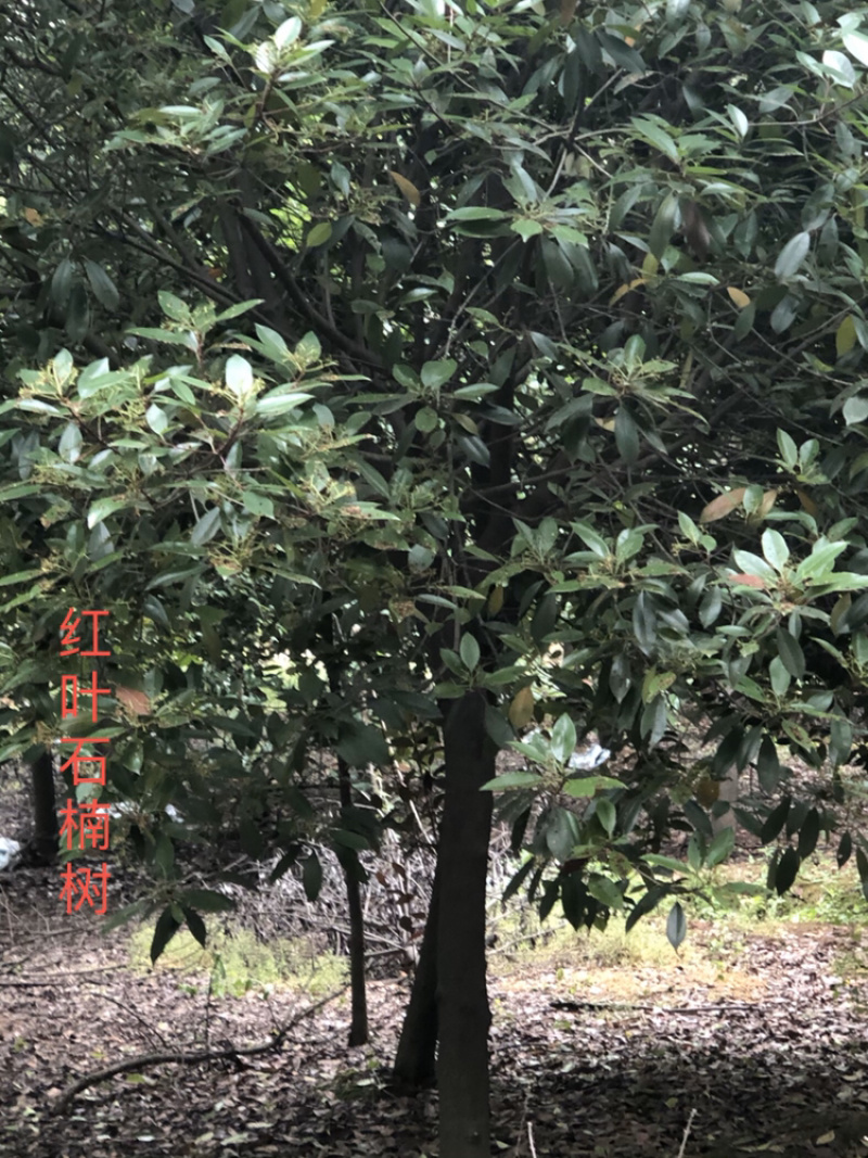 各种绿化苗木朴树榉树香樟紫薇等有需要的微信联系
