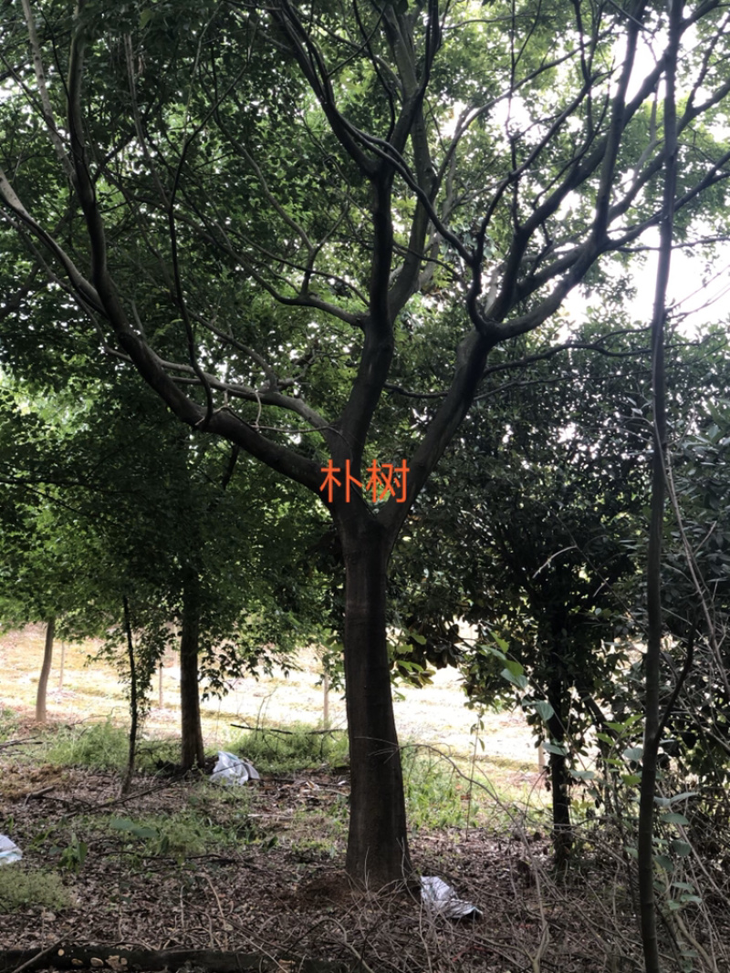 各种绿化苗木朴树榉树香樟紫薇等有需要的微信联系