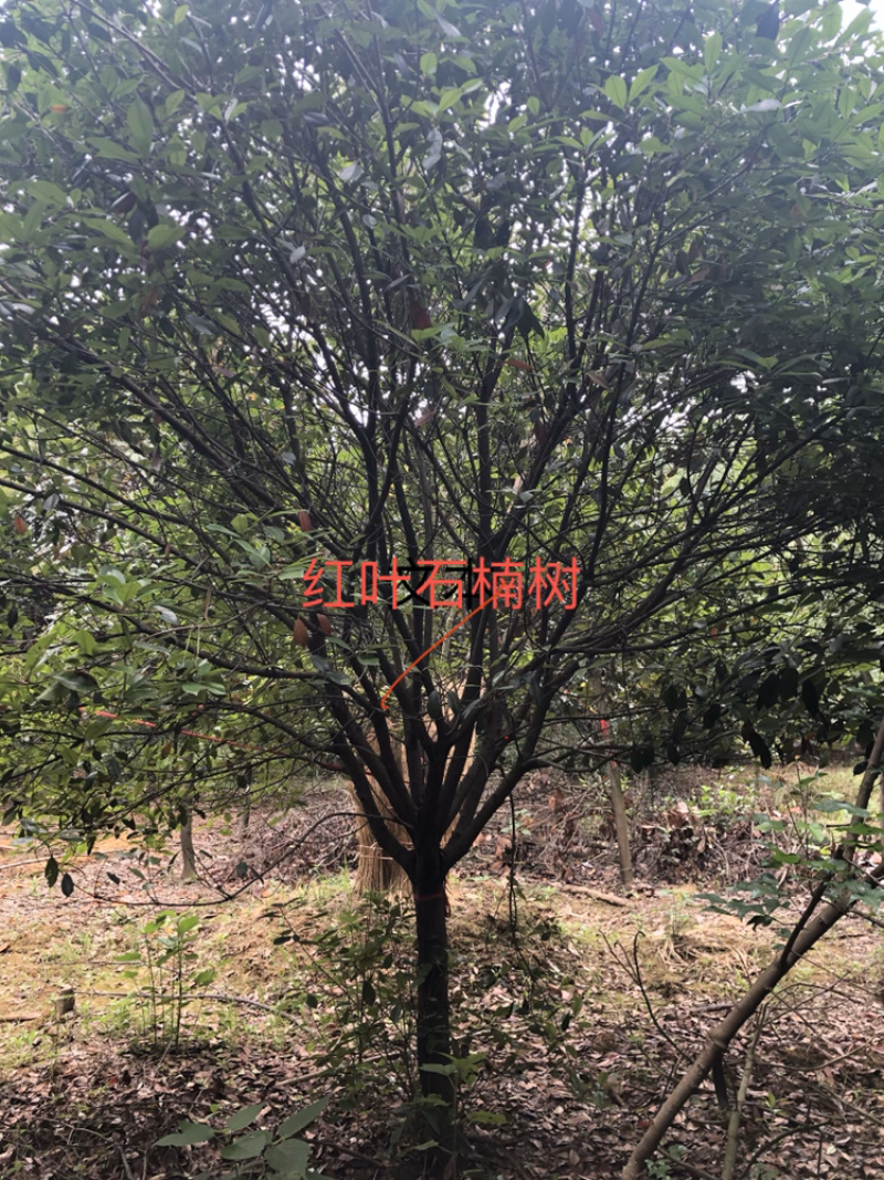 各种绿化苗木朴树榉树香樟紫薇等有需要的微信联系