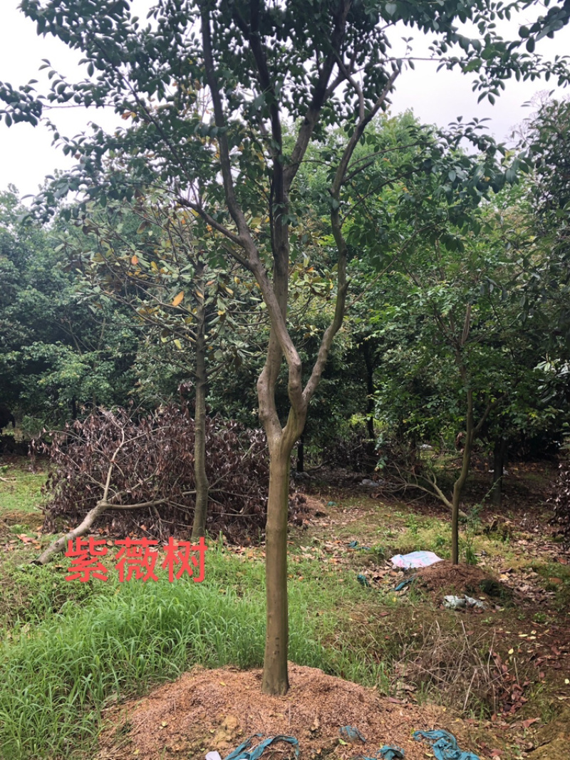 各种绿化苗木朴树榉树香樟紫薇等有需要的微信联系