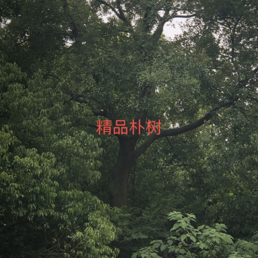 各种绿化苗木朴树榉树香樟紫薇等有需要的微信联系