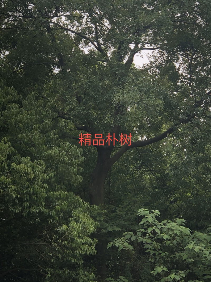 各种绿化苗木朴树榉树香樟紫薇等有需要的微信联系