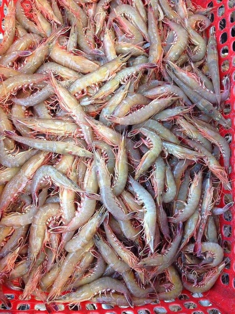鲜海虾仁深海鲜虾凤尾虾活虾现剥手工新鲜无添加