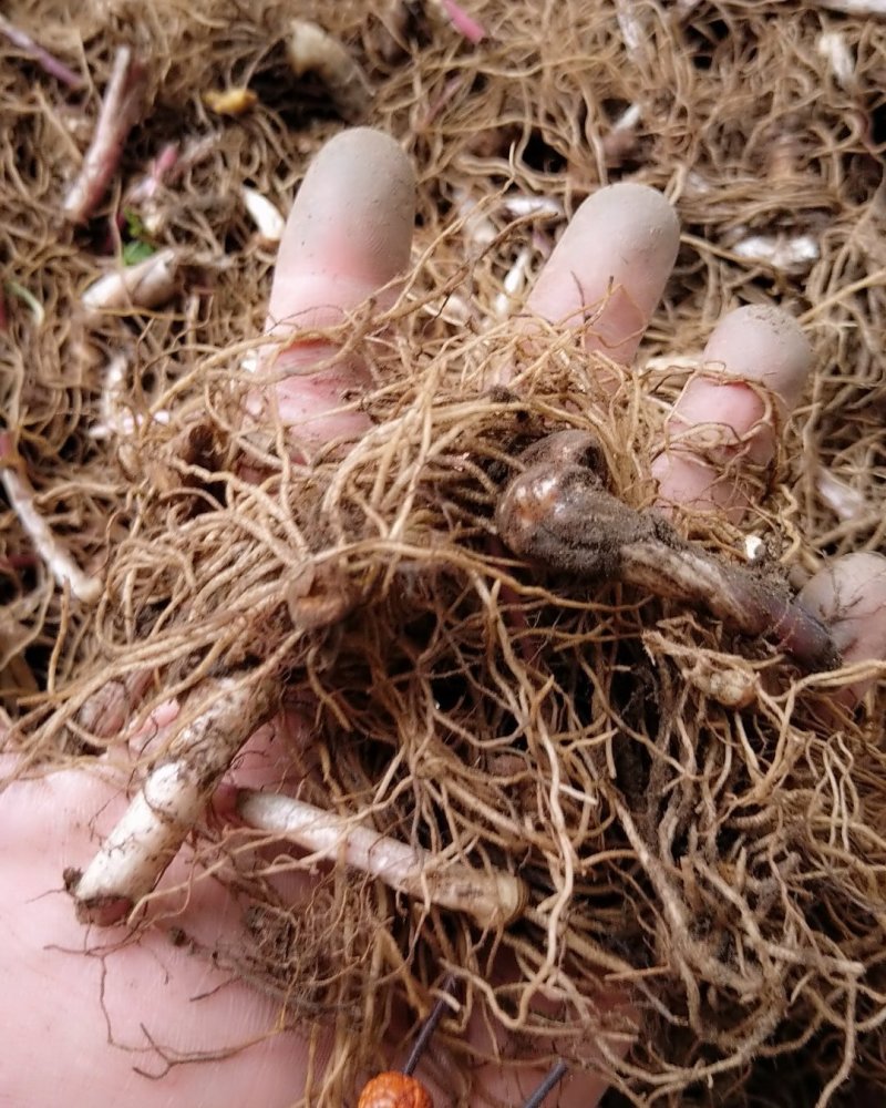 重楼芽头，重楼块茎，华重楼，螺丝重楼，七叶一枝花，灯台七
