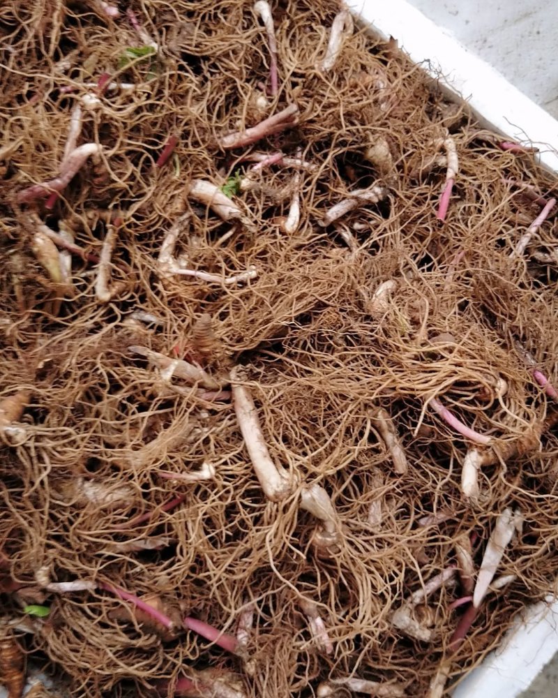 重楼芽头，重楼块茎，华重楼，螺丝重楼，七叶一枝花，灯台七