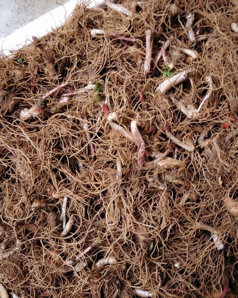重楼芽头，重楼块茎，华重楼，螺丝重楼，七叶一枝花，灯台七