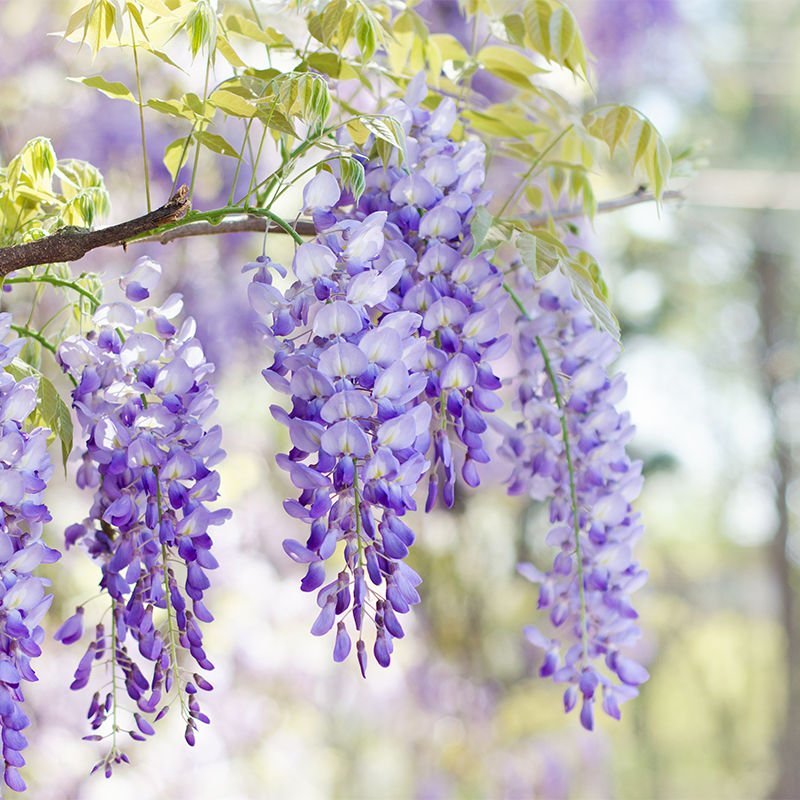 紫藤苗紫藤花紫藤树苗多花紫藤庭院花园开花四季植物爬