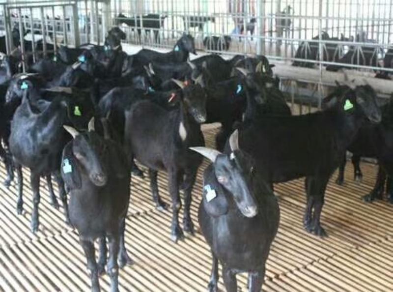 广东广州黑山羊活体小羊苗着急出售一批及种羊母羊