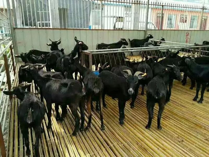 广东广州黑山羊活体小羊苗着急出售一批及种羊母羊
