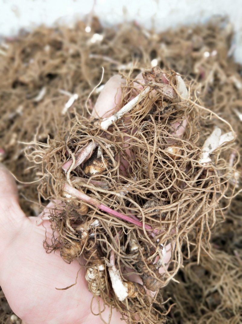重楼芽头，重楼块茎，华重楼，螺丝重楼，七叶一枝花，灯台七