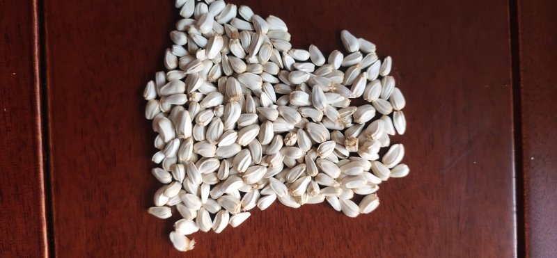 精选一级新红花籽，炸油红花籽