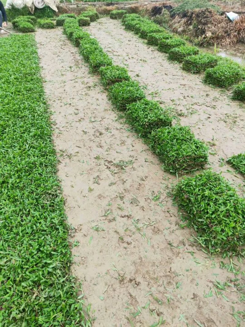 地毯草，大叶油草，台湾草，马尼拉草