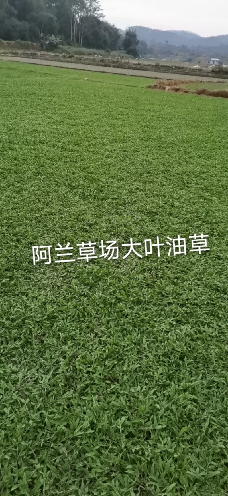 地毯草，大叶油草，台湾草，马尼拉草