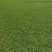 地毯草，大叶油草，台湾草，马尼拉草