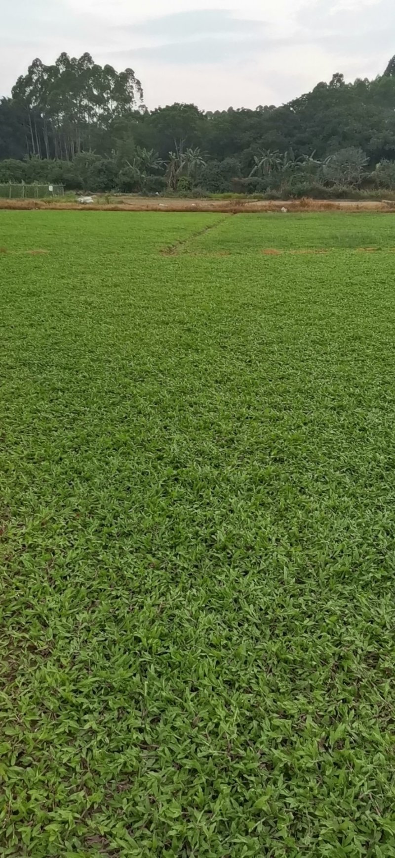 地毯草，大叶油草，台湾草，马尼拉草