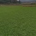 地毯草，大叶油草，台湾草，马尼拉草