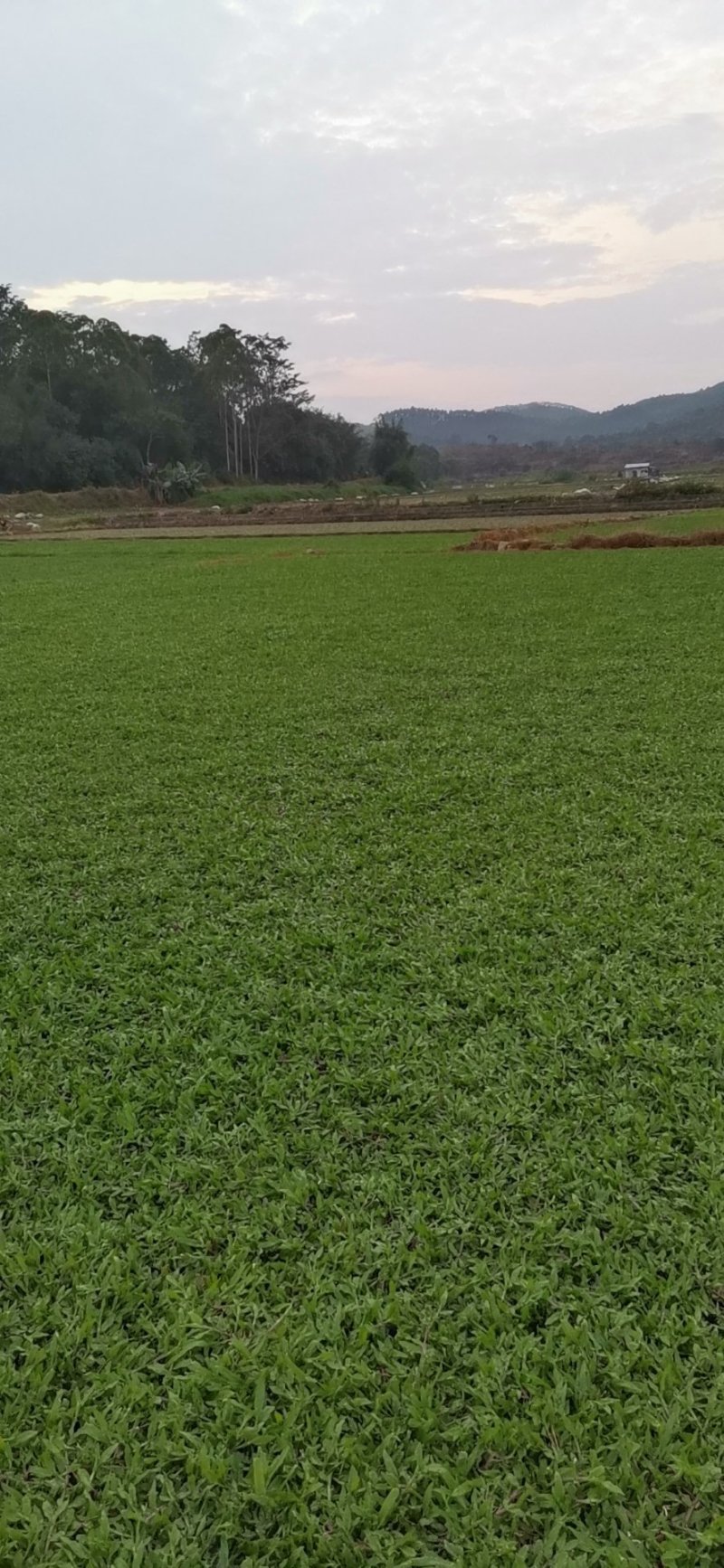 地毯草，大叶油草，台湾草，马尼拉草