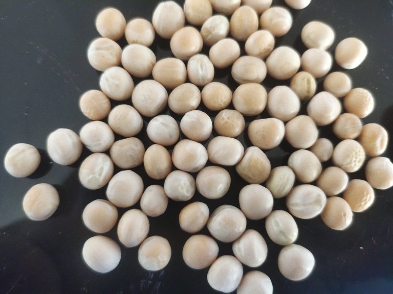 厂家直销精选磨面碗豆，油炸碗豆，芽菜碗豆