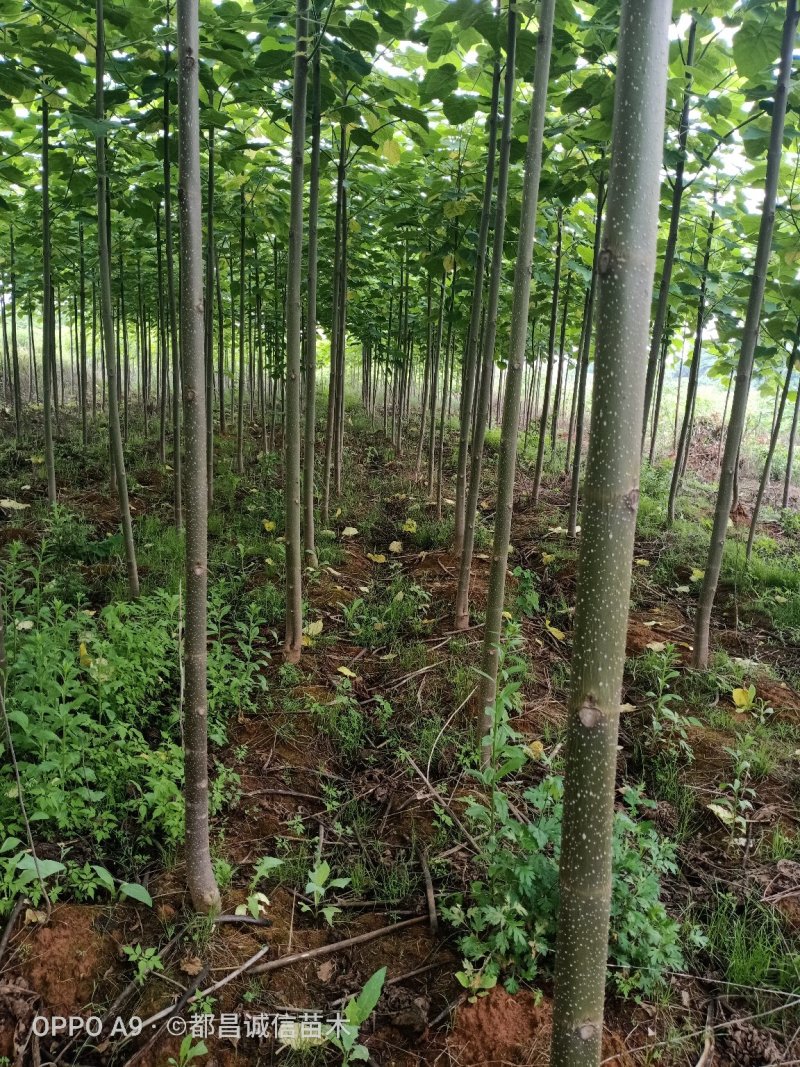 紫花泡桐精品泡桐绿化泡桐