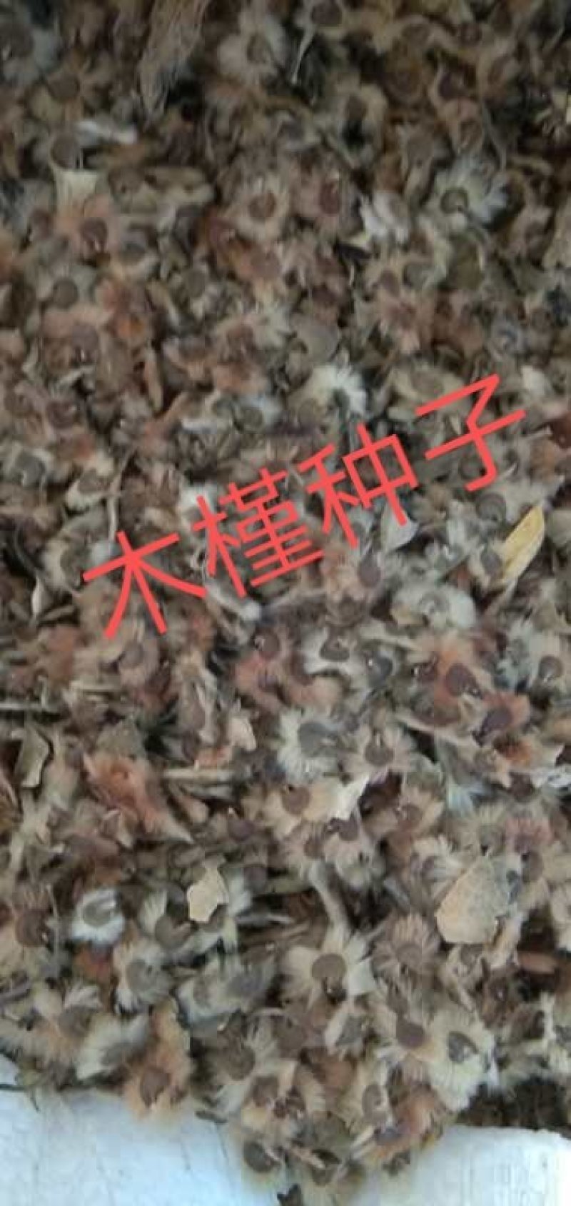 木槿种子哪里有卖的木菊种子河北木槿种子