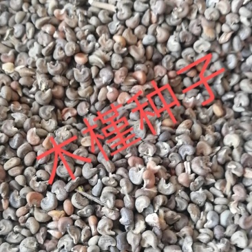 木槿种子哪里有卖的木菊种子河北木槿种子