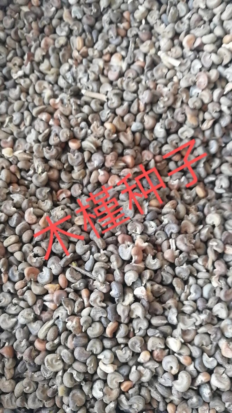 木槿种子哪里有卖的木菊种子河北木槿种子