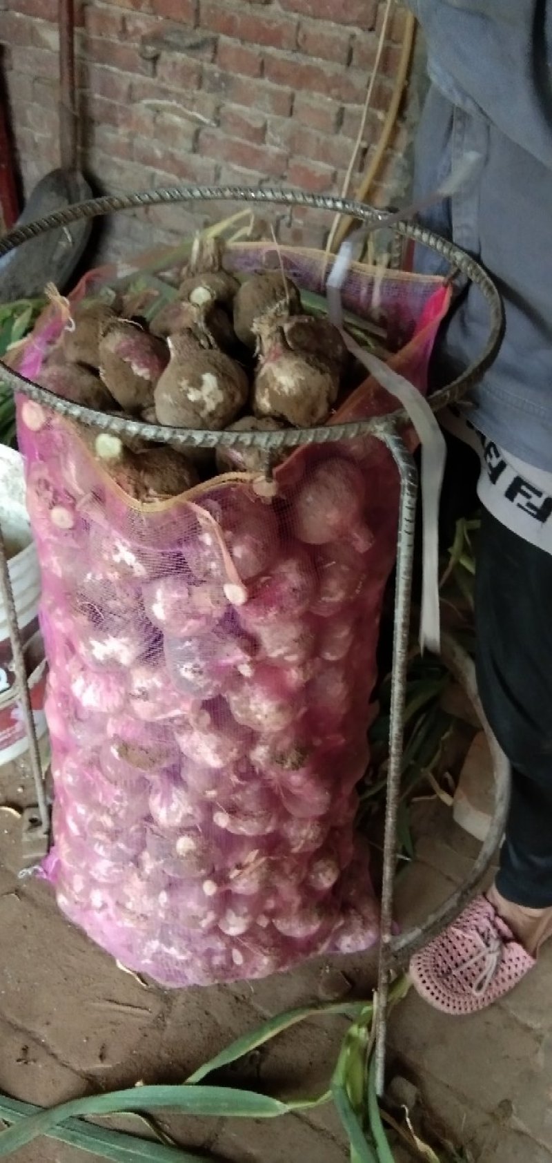 陕西渭南市，大荔沙底新鲜露地紫皮大蒜上市中。
