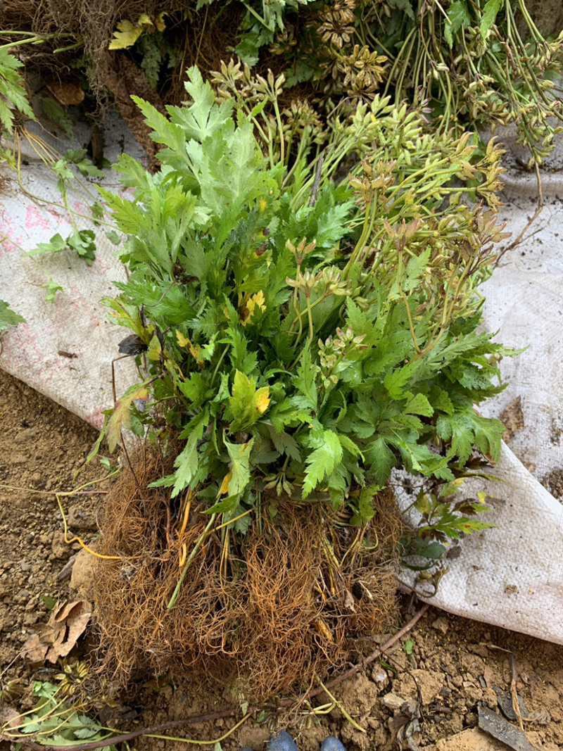 现挖新鲜黄连苗黄连种苗川黄连味连绿植盆栽货源充足