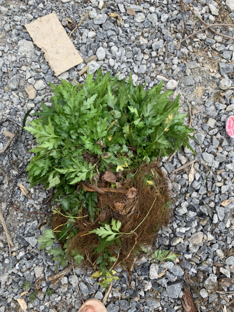 现挖新鲜黄连苗黄连种苗川黄连味连绿植盆栽货源充足