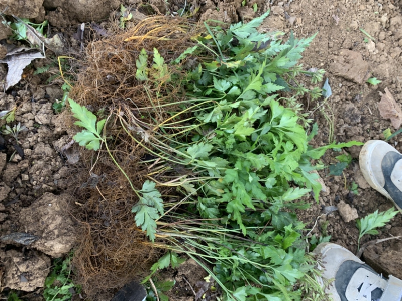 现挖新鲜黄连苗黄连种苗川黄连味连绿植盆栽货源充足