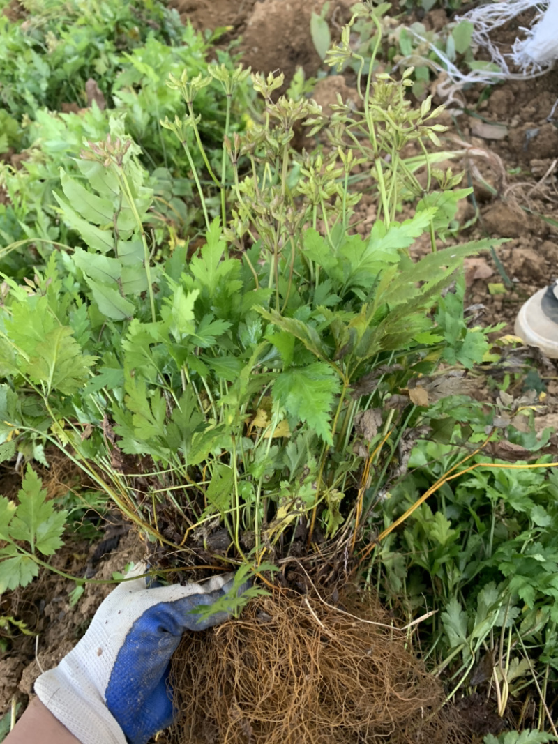 现挖新鲜黄连苗黄连种苗川黄连味连绿植盆栽货源充足
