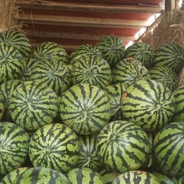 陕西西瓜，精品大棚甜王，现摘现发耐运输，基地直发