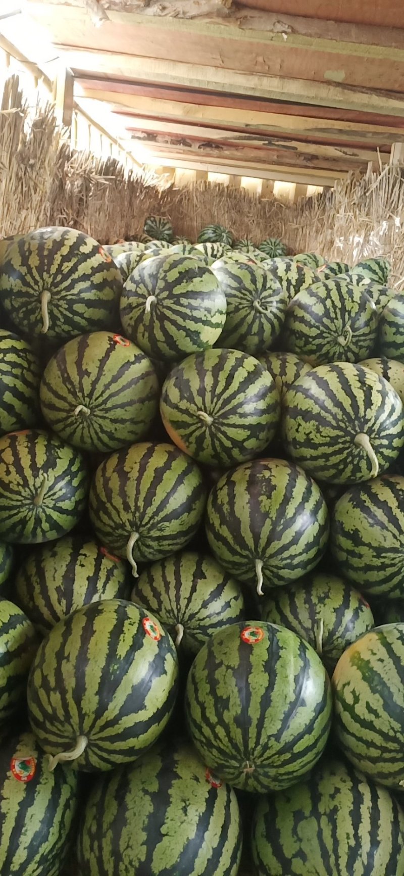 陕西西瓜，精品大棚甜王，现摘现发耐运输，基地直发